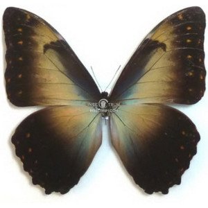 MORPHO TELEMACHUS PENELOPE 